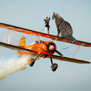 Cat Comedy. Cat wing-walker and flying Kitty Roger.
