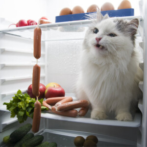 Cat Comedy!  Kitchen appliance inventor Rolanda Hills and Kitty Mr. Coffee. Teach your cat to memorize your passwords.