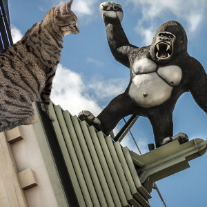 Cat Comedy. King Kong and Kitty Anne.