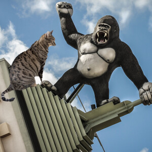 Comedy Cat. King Kong and his Kitty Annie visit Bucky.