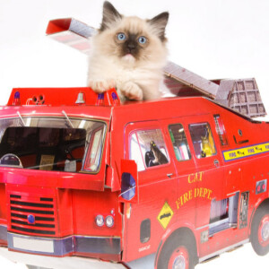 Cat Comedy! Fire department charges cat $500.  Psychic and championship bowler Annie Thrope and Kitty Cleopatra.
