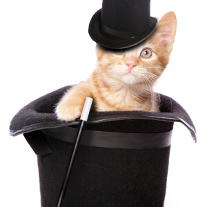 Comedy Cat Podcast. Kitty Houdini makes Canada Geese disappear. Amy Adams telegram. Hugh Jackman plays.