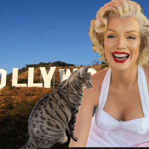 Cat Comedy! Hollywood celebrity Gossip Queen and Kitty Louise B. Mayer. Kitty hates flower-scented food.