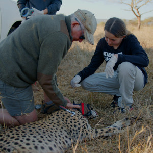 Collaring a Cheetah with WildlifeAct