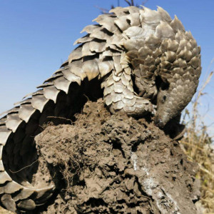 The most trafficked animal on our planet – the Pangolin