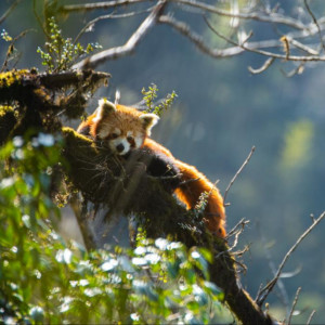 Red Pandas are cute – they are also critically endangered
