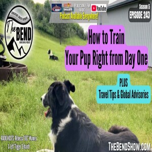 How to Train a Puppy from Day One – Plus Global Travel Alerts