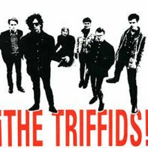 Liquid VibesThe Triffids