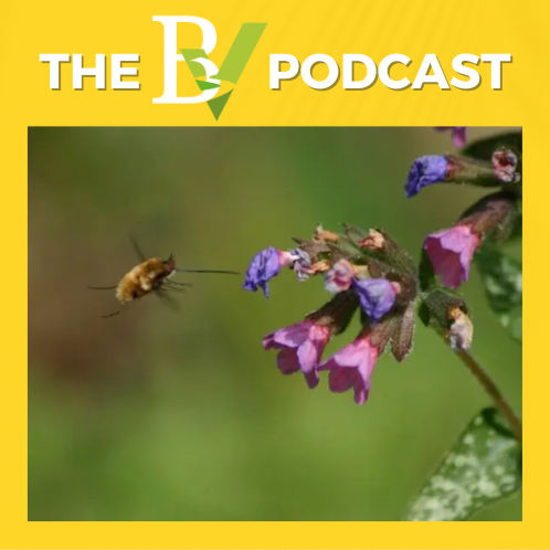 The BV: from the heart of Dorset