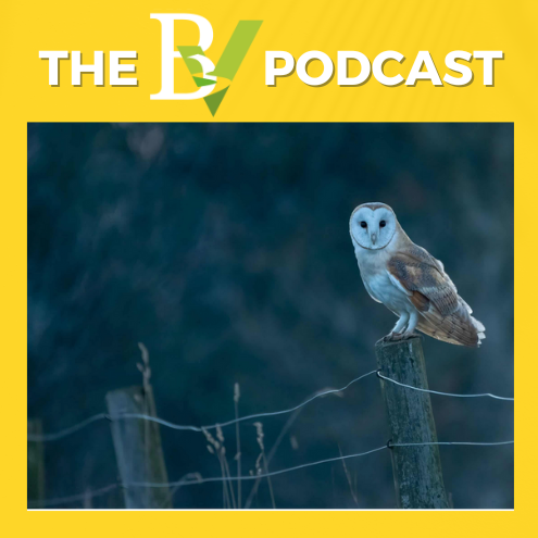 The BV: from the heart of Dorset