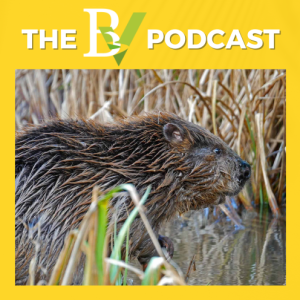 First beaver kits born in Dorset for 400 years, Dorset summer foraging and the Winterborne Kingston dig