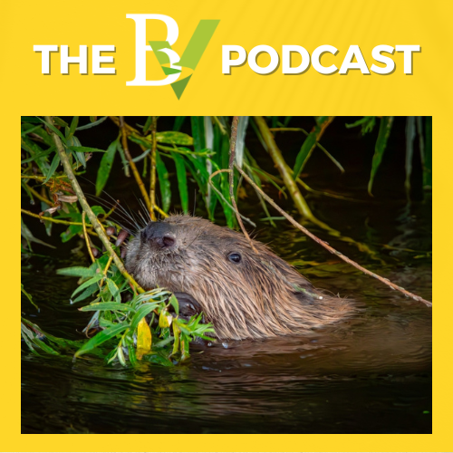 Beavers, Floods and Poo – February’s BV Podcast