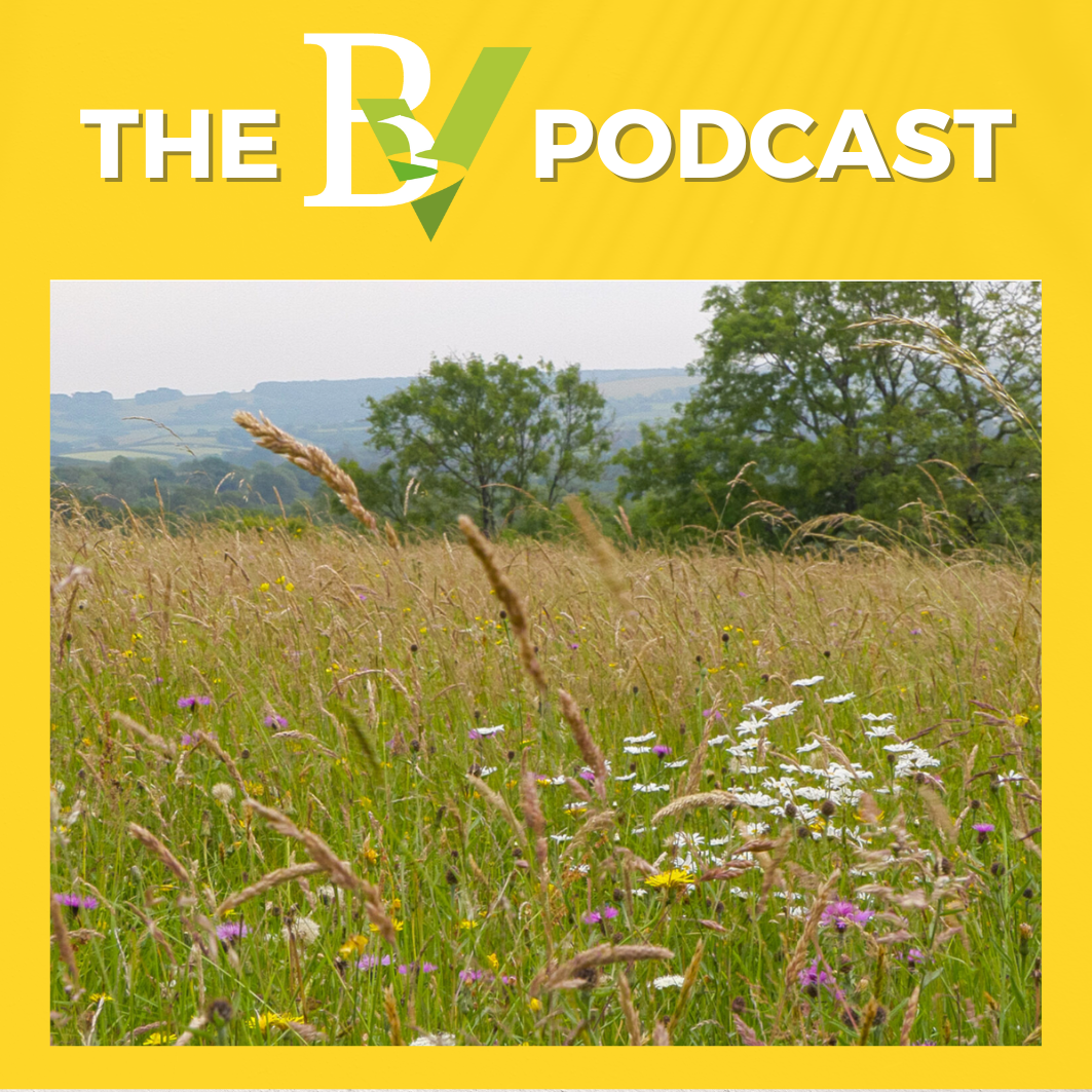 A very boring BV podcast (that isn’t)