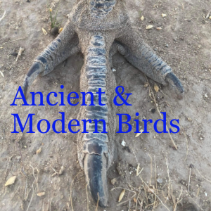 Ancient & Modern Birds