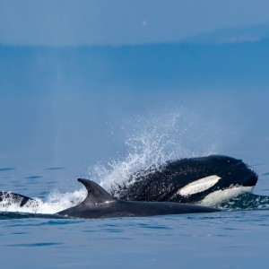 Episode 8 - Orcas Take a Minke Whale