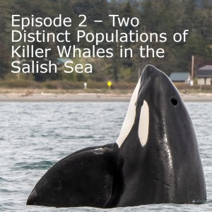 Episode 2 – Two Distinct Populations of Killer Whales in the Salish Sea