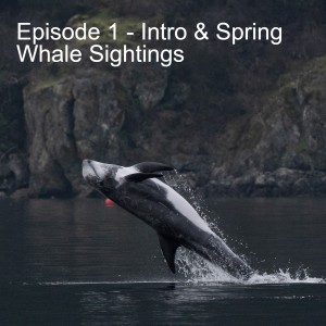 Episode 1 - Intro & Spring Whale Sightings