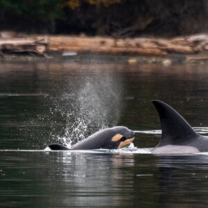 Episode 9 - Orca Research with Gary Sutton