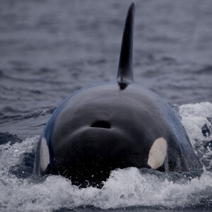 Episode 21 - Killer Whales of Bremer Canyon