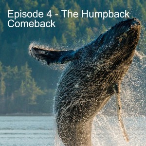 Episode 4 - The Humpback Comeback in the Salish Sea