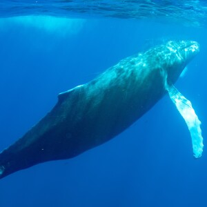 Episode 11 - Our Offseason, Whales around the World