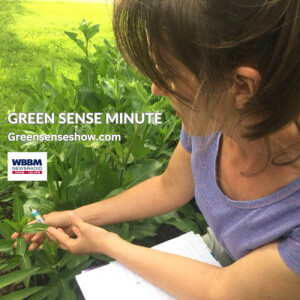 Pollinators are important - Green Sense Minute