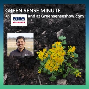 Quitting Urban Farming - Green Sense Minute