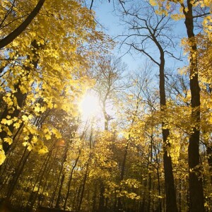 Forests and Mental Health - Green Sense Minute