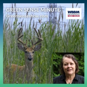 Ines Sommer - Green Sense Minute