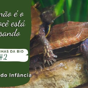 BioFast #2 - Diferenca Entre TARTARUGA, JABUTI e CÁGADO [Rapidinhas da Bio #2]