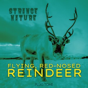 Strange Nature | Flying, Red-Nosed Reindeer