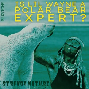 Strange Nature | Is Lil Wayne a Polar Bear Expert?