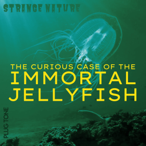 Strange Nature | The Curious Case of the Immortal Jellyfish