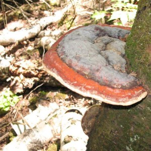 50 UP Hikes: #4 Lake Gogebic State Park Forest Trail