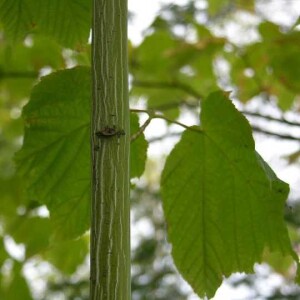 NCT Hike#46: Tahquamenon Rivermouth to Soldier Lake