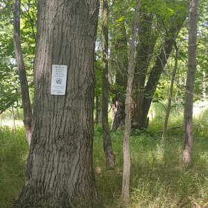 Michigan Trails Report - June 2025