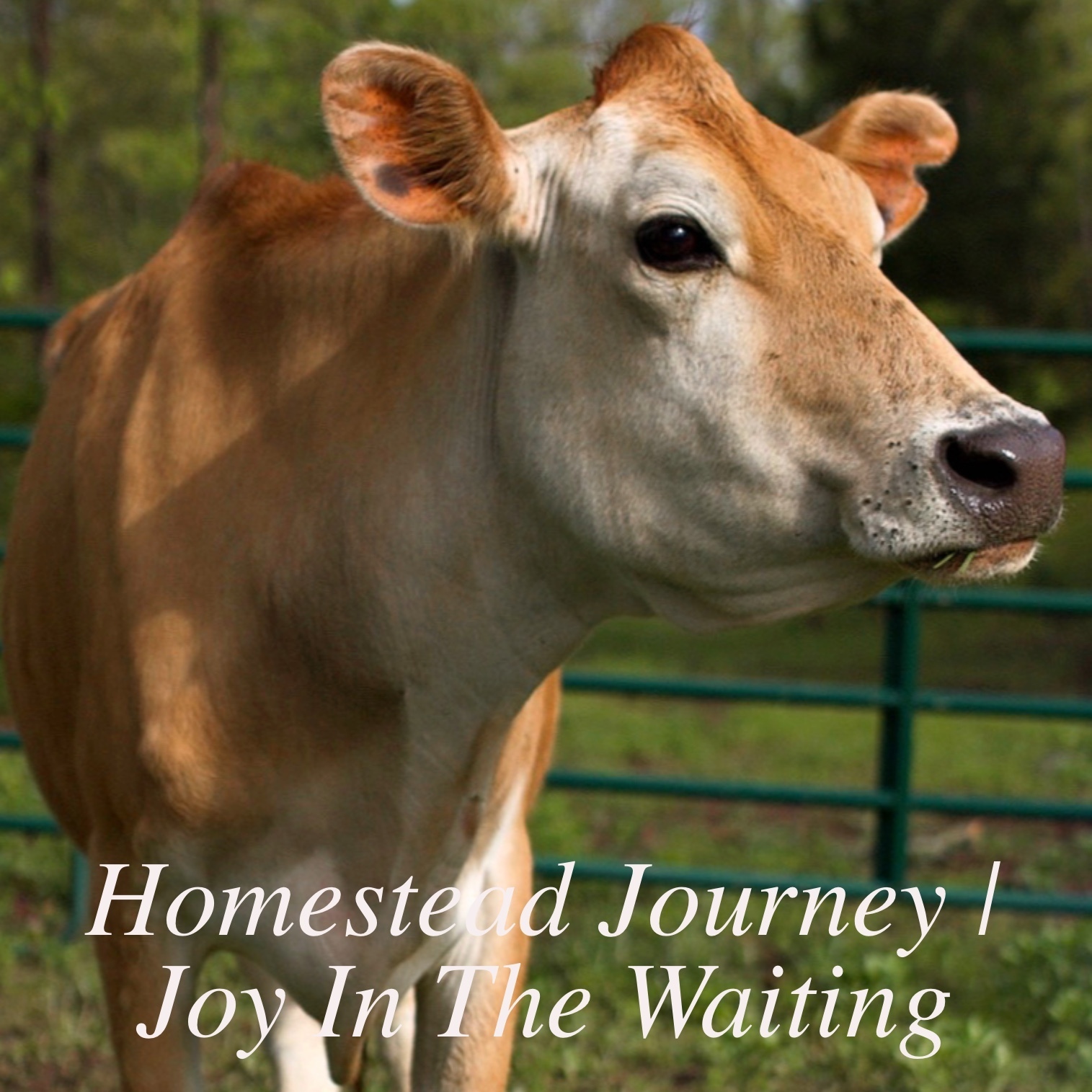 Finding Joy in the Waiting | We Got Our Milk Cow!