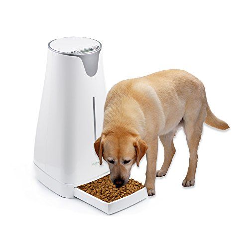 Automatic Dog Feeder-Most Desirable Accessory for Dog Owners