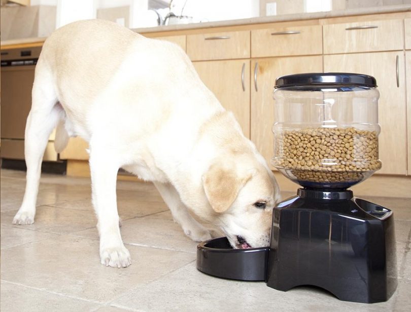 Automatic Dog Feeder-Great Way to Feed your Dogs