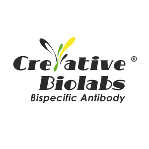 bispecific antibody