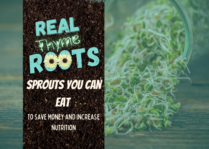 Sprouts You Can Eat to Save Money and Increase Nutrition