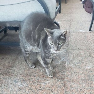 The neighborhood cat and Preezy’s pet, who she took care of for 9 years Mr. STREETZ has died.