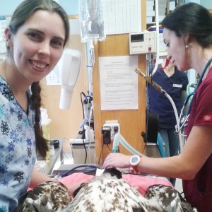 The Difference In Vet Medicine