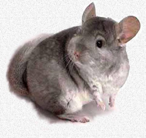 The Lone Chinchilla (A Story of Change)