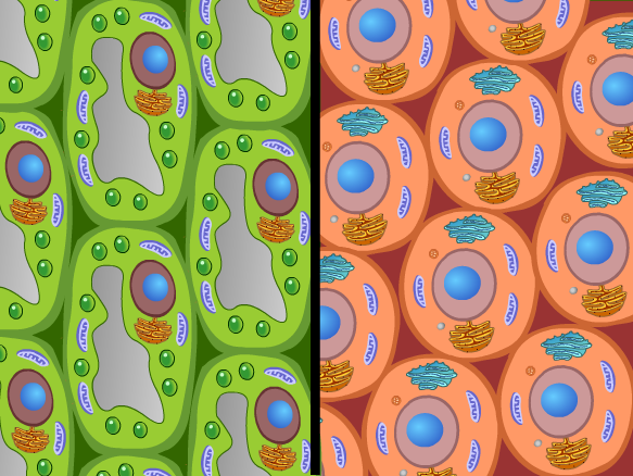 Cell Organelles and Their Functions