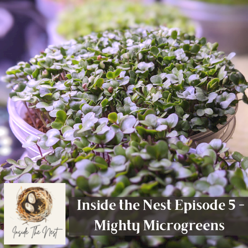 Inside the Nest Episode 5 - Mighty Microgreens! Image