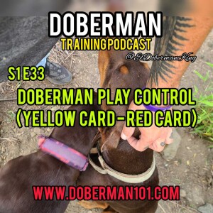 S2 E33 Doberman Yellow Card Red Card