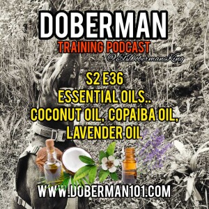 S2 E36 Doberman Essential Oils pt.1 Coconut, Copaiba, Lavender