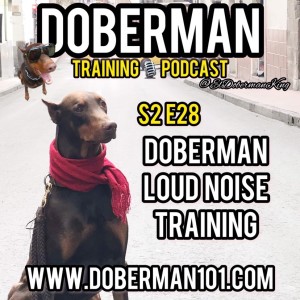 S2 E28 Doberman Noise,Boom,Bang 💥 Conditioning & more.