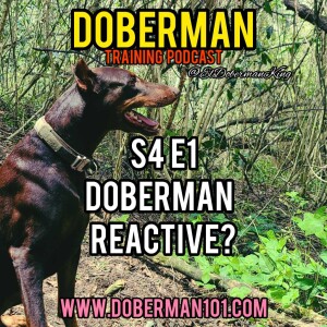 S4 E1 Doberman Being Reactive?